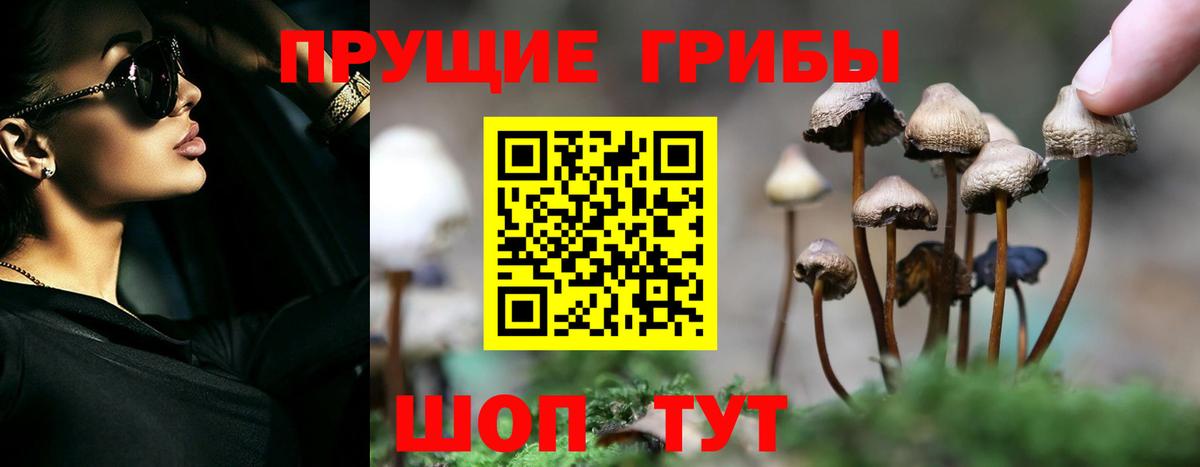 Псилоцибиновые грибы GOLDEN TEACHER Сертолово